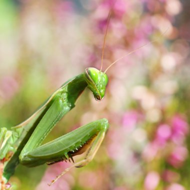 Praying mantis clipart