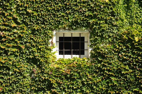 Verwachsenes Fenster — Stockfoto