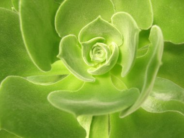 Aeonium virgineum Webb - succulent clipart