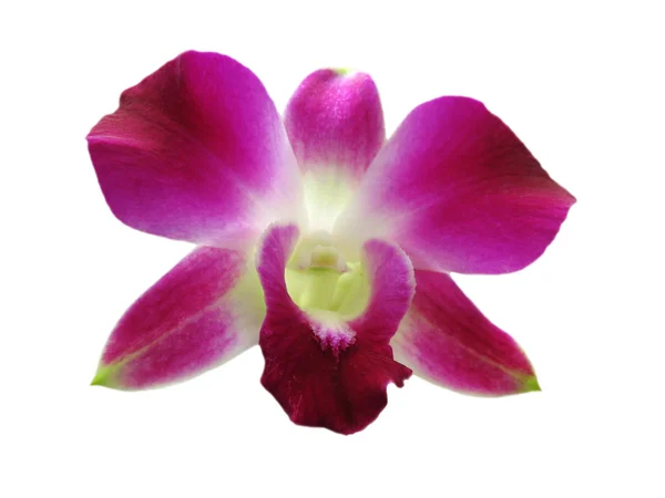 stock image Orchid