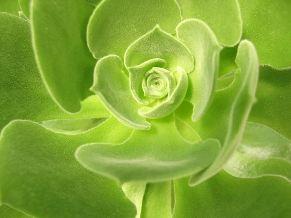 Aeonium virgineum webb - succulentes — Photo