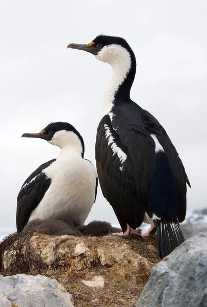 Corvo-marinho-de-olhos-azuis-antártico — Fotografia de Stock