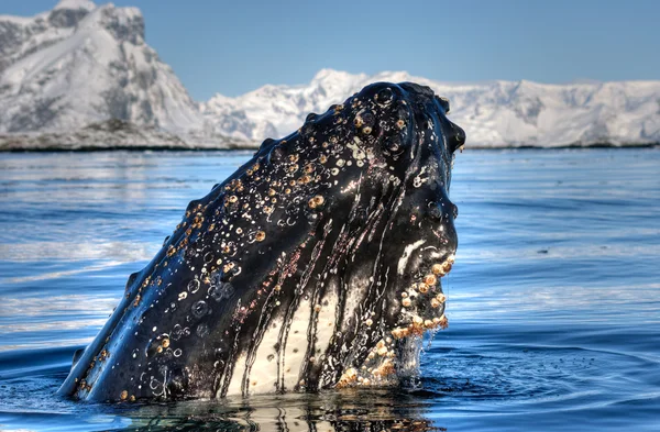 Głowa wieloryb — Zdjęcie stockowe