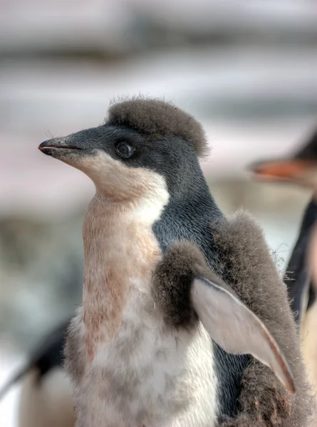 Pinguin-Porträt — Stockfoto