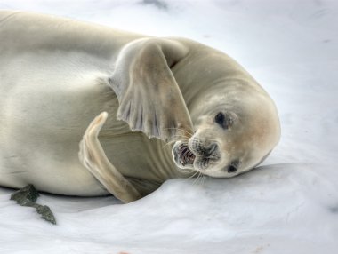 Crabeater seal clipart