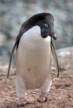 Penguin in Antarctica clipart