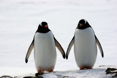 Two penguins walk side by side clipart