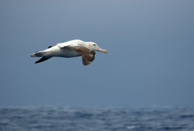 Wandering albatross in flight clipart