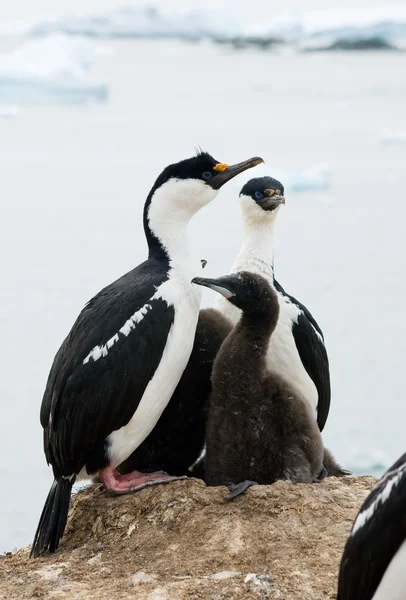 Cormoran antarctique aux yeux bleus — Photo