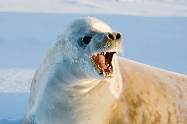 Тюлень Мбаппе — стоковое фото