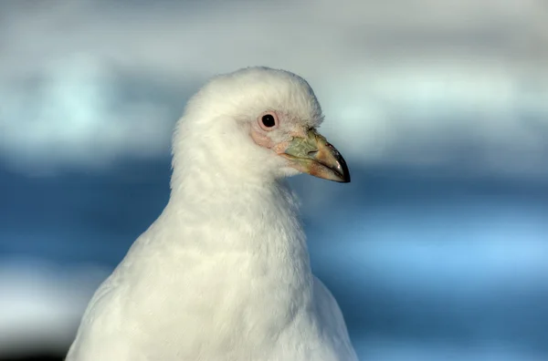 Большой белый зуёк антарктический — стоковое фото