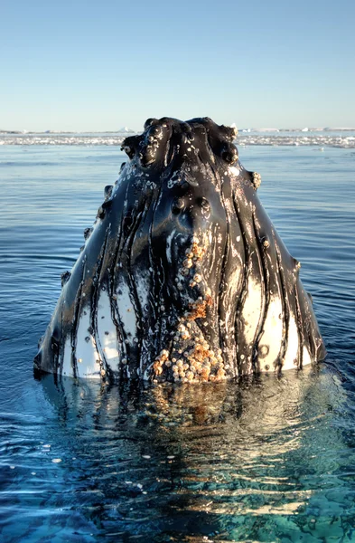 Head whale — Stock Photo, Image