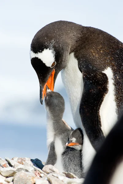 Tučňák rodina — Stock fotografie