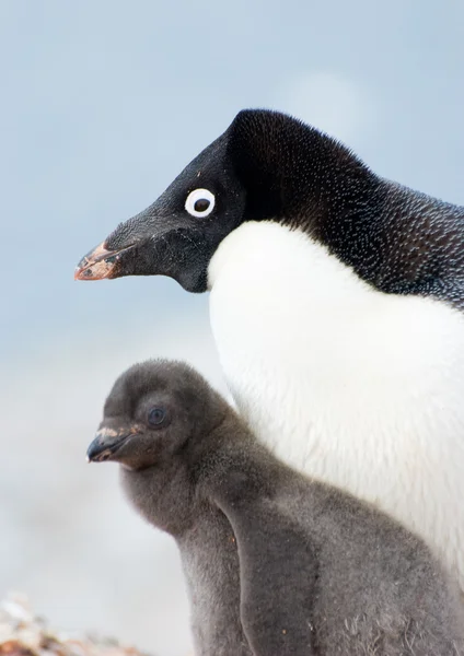 企鹅家族 — 图库照片