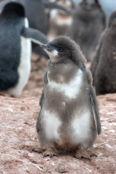 Pinguïn in antarctica — Stockfoto