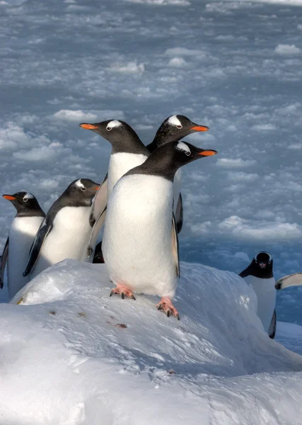 Pingouins — Photo