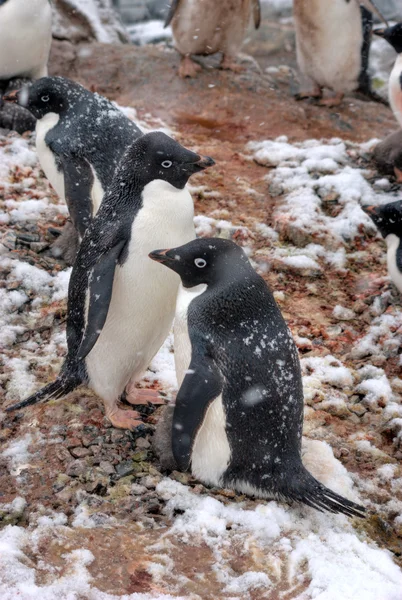 Pinguins. — Fotografia de Stock