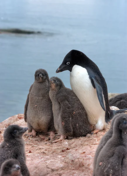 Пінгвіни — стокове фото