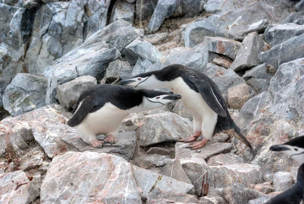 Pingwiny — Zdjęcie stockowe