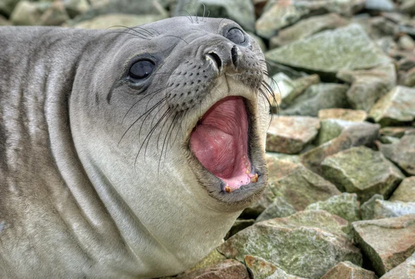Southern elephant seal — Stock Photo, Image
