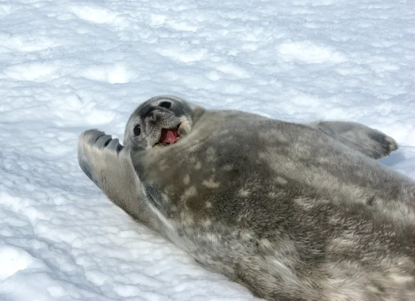 Gri fok weddell — Stok fotoğraf