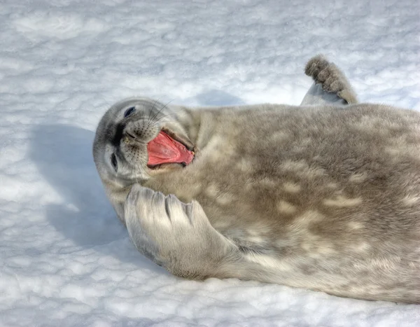 Серый тюлень Уэдделл — стоковое фото