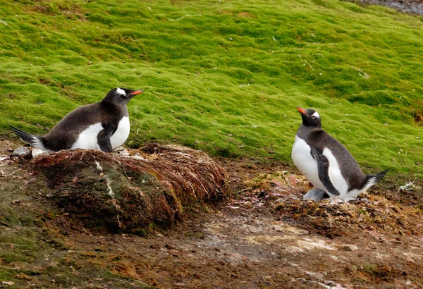 在绿色的背景中的两个企鹅 — 图库照片