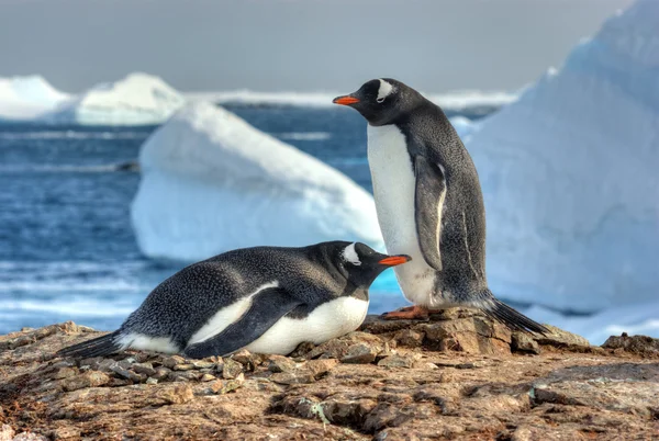 Dos pingüinos caminan uno al lado del otro — Foto de Stock