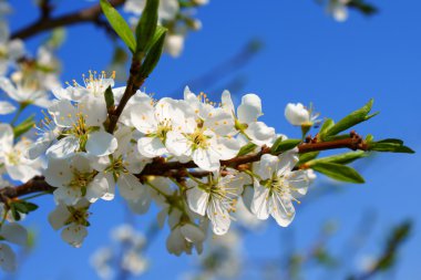 Apple flower blossom clipart