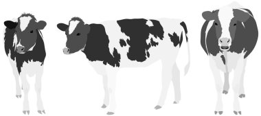 Three Greyscale Cows clipart