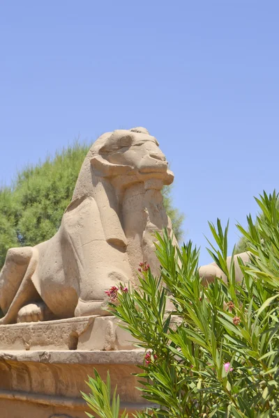 Jeden Baran Sfinks w świątyni karnak — Zdjęcie stockowe