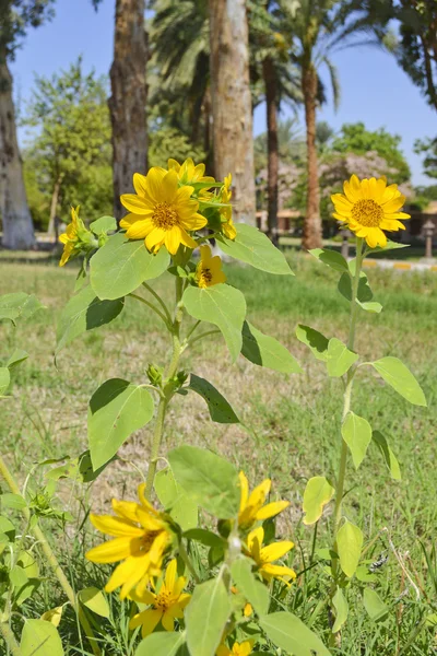 Flores amarillas en un jardín — Foto de Stock