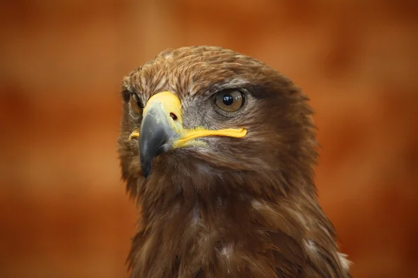 Golden Eagle — Stock Photo, Image