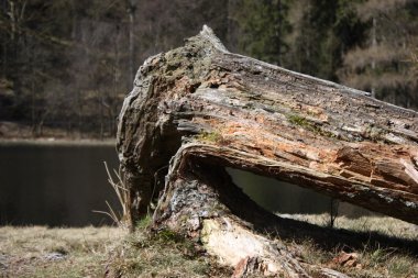 Fallen old tree