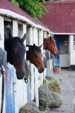 Horses in stables clipart