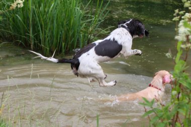 çalışma İngiliz springer spaniel suya atlama