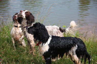 Attentive Springer spaniels clipart