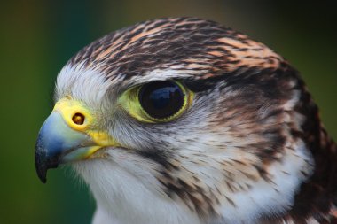 Hawk, yakın çekim