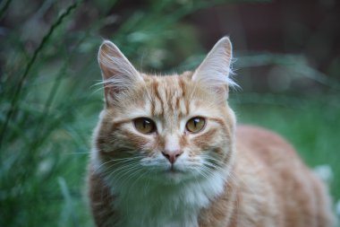 uzun saçlı zencefil yavru kedi