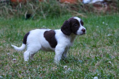 çalışma İngiliz springer spaniel köpek yavrusu