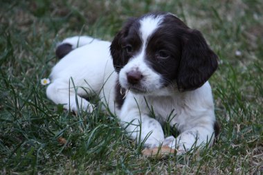 çalışma İngiliz springer spaniel köpek yavrusu