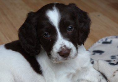 çalışma İngiliz springer spaniel köpek yavrusu