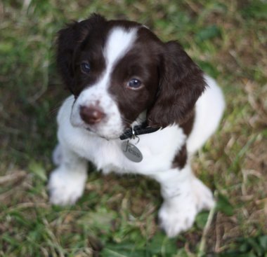 çalışma İngiliz springer spaniel köpek yavrusu