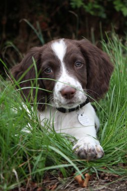 çalışma İngiliz springer spaniel köpek yavrusu