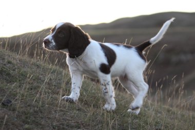 Working English Springer Spaniel clipart