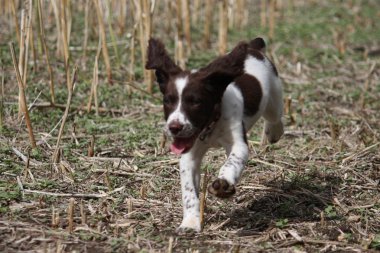 çalışma İngiliz springer spaniel çalışan