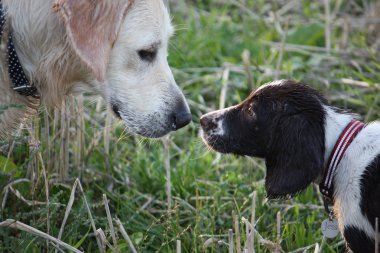 Working English Springer Spaniel & Golden Retriever clipart