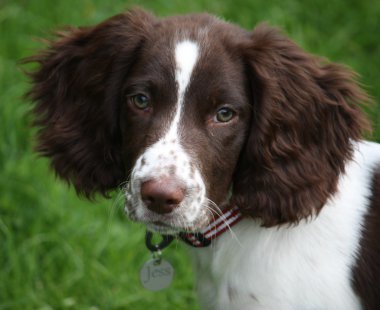 Working English Springer Spaniel clipart