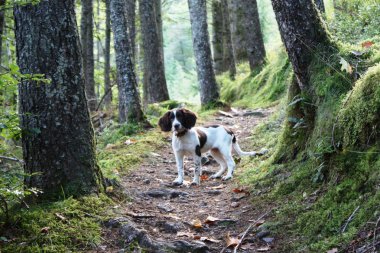 A working english springer spaniel on a woodland trail clipart