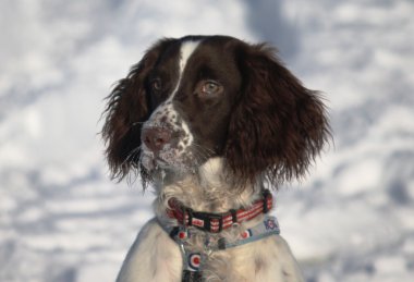 çalışma İngiliz springer spaniel kar